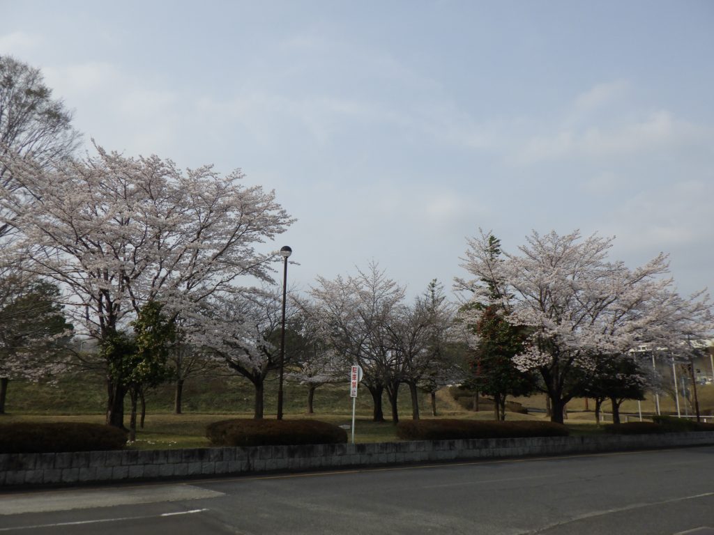 春の便り 今年も工場の桜が満開です